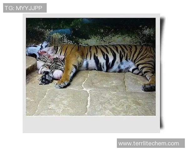 足球明星猪与老虎的奇幻对决揭示了团队合作与勇气的重要性